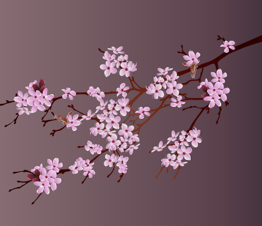 Cherry blossom