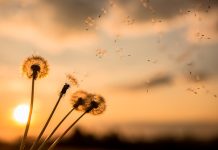 Treatment for cystic fibrosis added to Essential Medicines List by the World Health Organization: A victory for campaigners, though prices still ‘toxic’